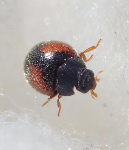 Réf. 222 428 : Scymnus interruptus